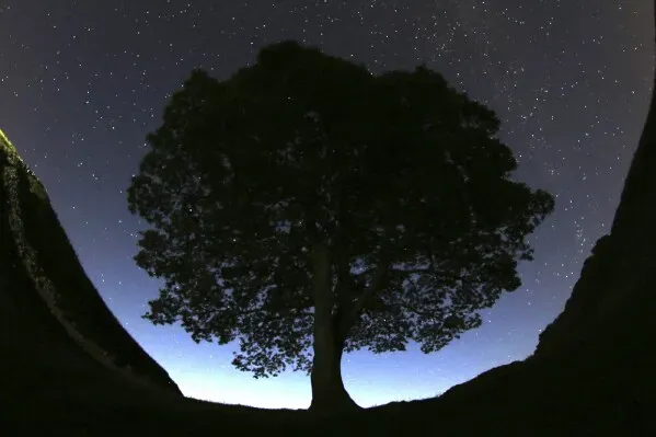 شجرة جميز شهيرة silhouetted against a starry sky في تلال شمال إنجلترا، تُعتبر رمزًا ثقافيًا وموقع جذب سياحي.