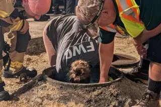 جهود إنقاذ خروف البحر العالق في مصرف مياه الأمطار بملبورن بيتش، مع وجود فرق الإنقاذ أثناء عملية الإخراج.