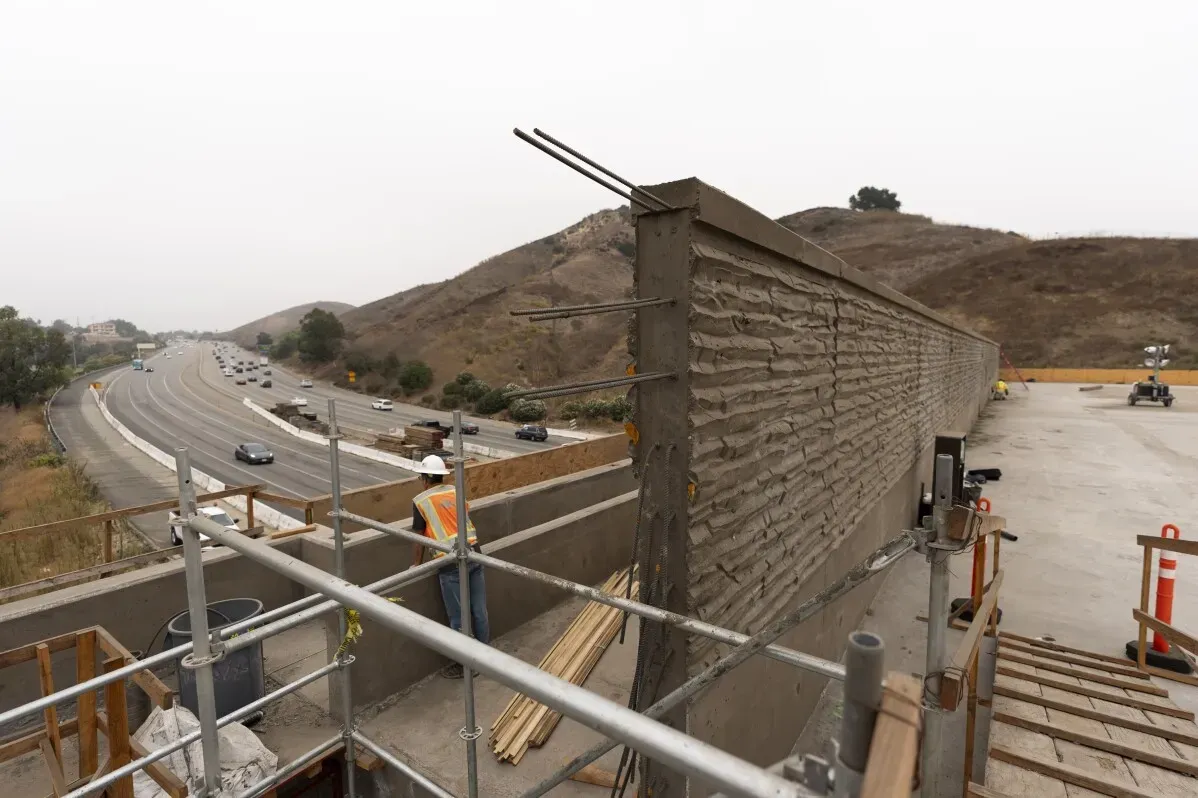 جسر قيد الإنشاء فوق طريق مزدحم، يهدف لتسهيل عبور الحيوانات البرية وتقليل حوادث الطرق، ضمن جهود الحفاظ على الذئاب الحمراء.