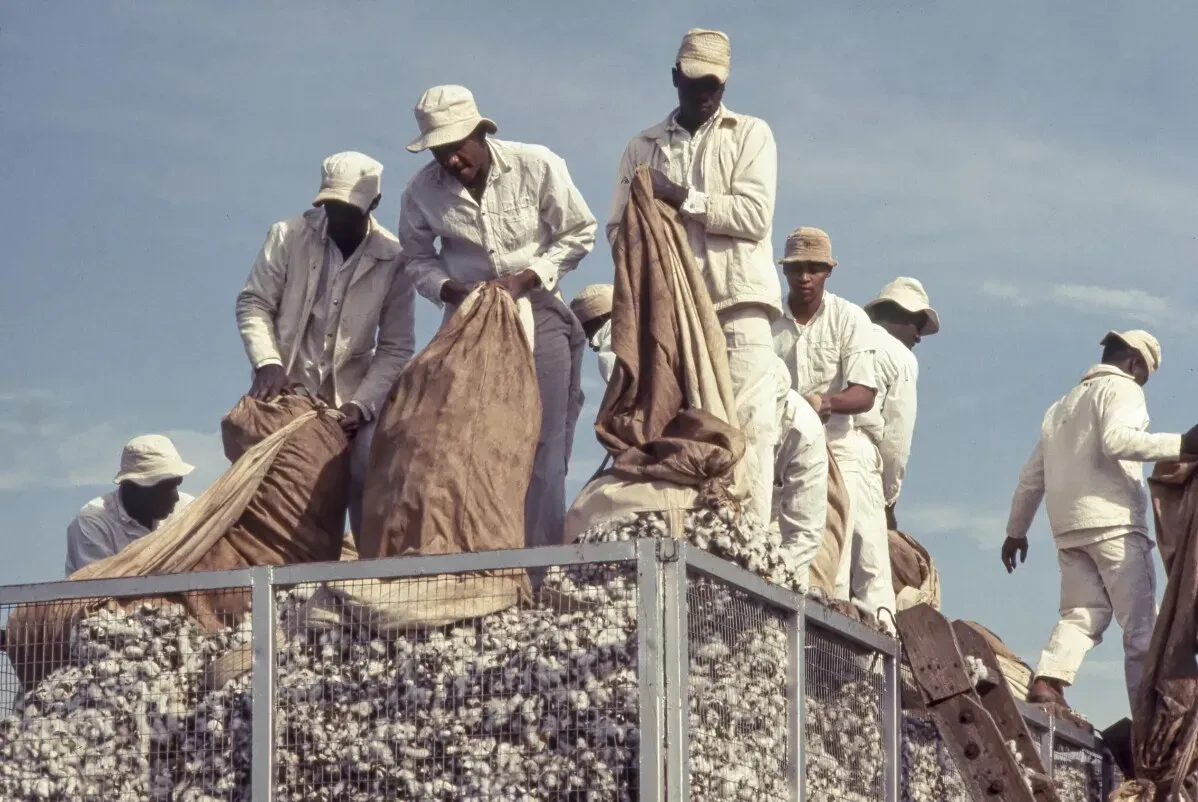 مجموعة من الرجال يعملون في قطف القطن تحت أشعة الشمس، يعكسون ظروف العمل الشاقة في مزارع العبيد السابقة.