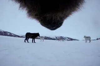 لقطة قريبة لدب رمادي يقترب من مجموعة من الذئاب على الثلج في ألاسكا، مما يبرز التفاعل بين الحيوانات في بيئتها القاسية.