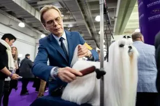 رجل يرتدي بدلة زرقاء يقوم بتسريح كلب مالطي ذو شعر طويل أبيض في معرض ويستمنستر، مما يعكس شغف المدربين بالكلاب.