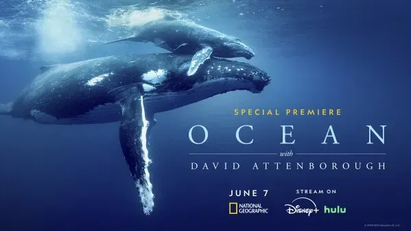 فيلم "المحيط" مع ديفيد أتينبورو يعرض مشاهد مذهلة للحياة البحرية ويبرز التهديدات التي تواجه المحيطات، بما في ذلك الصيد بشباك الجر.