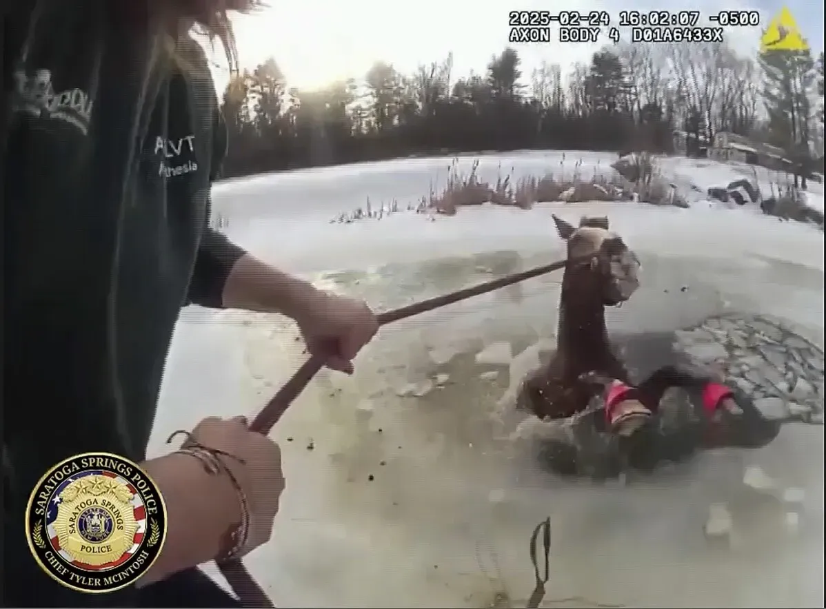 حصان عالق في جليد بركة في شمال ولاية نيويورك، ورجال الإنقاذ يسحبونه بحذر لإنقاذه من المياه المتجمدة.