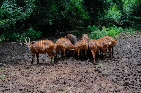 بونغو الجبل، ظبي استوائي نادر، يظهر في غابة كينية كثيفة، يتميز بجلد بني وخطوط بيضاء تساعده على التمويه في محيطه.