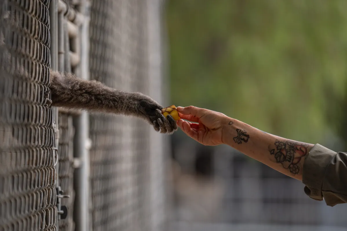 يد قرد جيبون تمتد من خلف قفص لتأخذ قطعة موز من يد مشرفة في مركز Gibbon Conservation Center لرعاية وحماية قردة الجيبون.