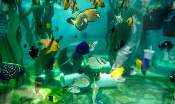 أسماك ملونة متنوعة تعيش في حوض مائي داخل متحف Aquarium of the Pacific، مأوى آمن للحيوانات البحرية المصادرة من الاتجار غير المشروع.