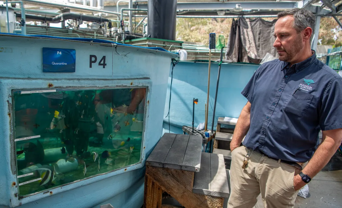 موظف في Aquarium of the Pacific يراقب أحواض الحجر الصحي التي تضم أسماك مهرّبة مُصنفة مهددة، ضمن جهود إعادة تأهيل الحياة البحرية.