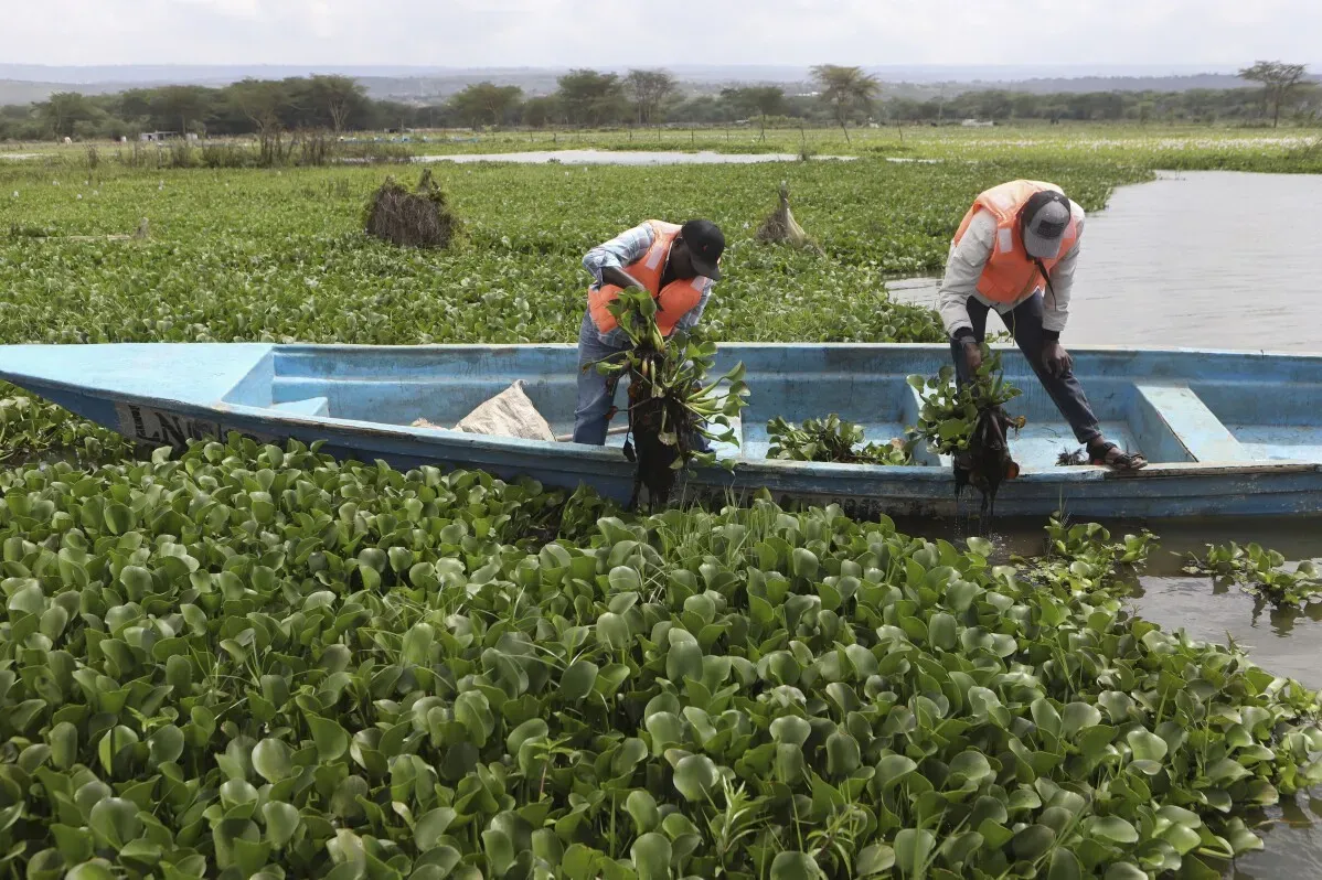صيادون يعملون في بحيرة نيفاشا بكينيا، يجمعون صفير الماء من المياه المغطاة بالنباتات الغازية، لتقليل تأثيرها على الصيد.