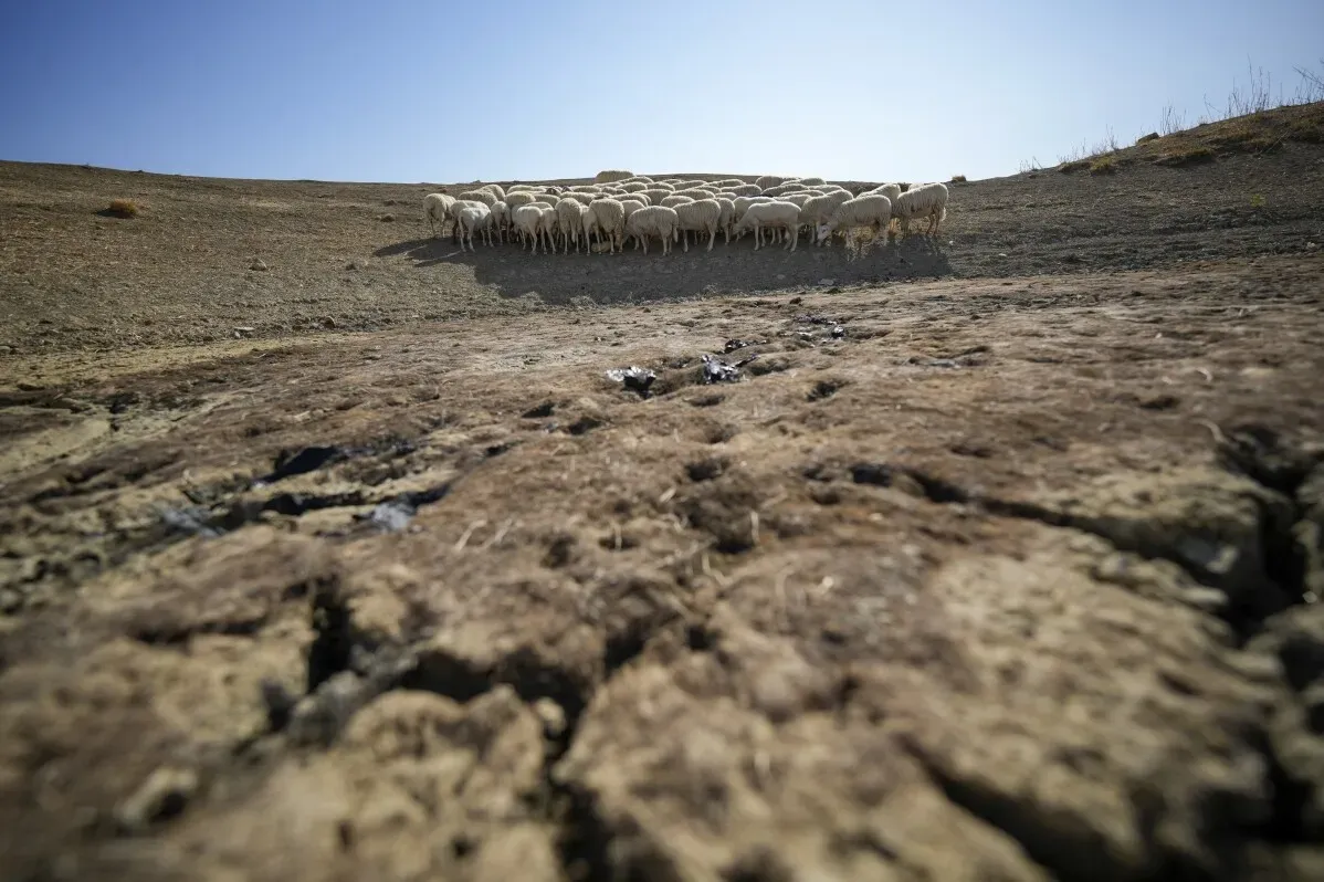 قطع من الأرض الجافة مع قطيع من الأغنام في الخلفية، تعكس تأثيرات الجفاف على التنوع البيولوجي.