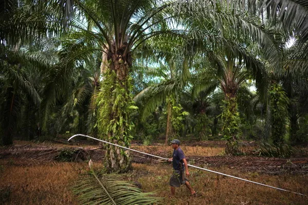 رجل يسير في مزرعة زيت النخيل الإندونيسية، حيث تُعتبر البلاد أكبر مُصدِّر لزيت النخيل عالميًا، مما يؤثر على الأسواق العالمية.