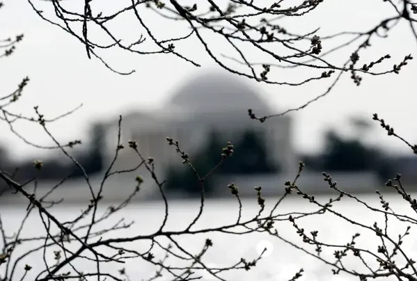 أغصان شجرة تحمل براعم جديدة، مع خلفية ضبابية لمبنى يرمز إلى الاعتدال الربيعي، مما يعكس بداية فصل الربيع.