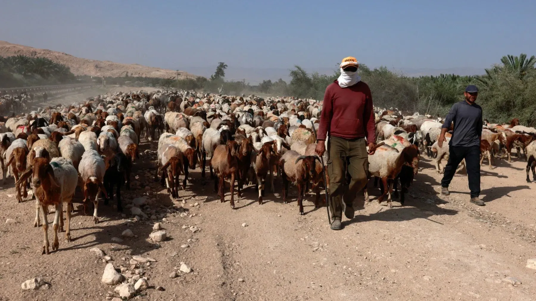 رجلان يقودان قطيعاً من الأغنام في غور الأردن، وسط الغبار، بعد اعتداءات المستوطنين على الماشية.