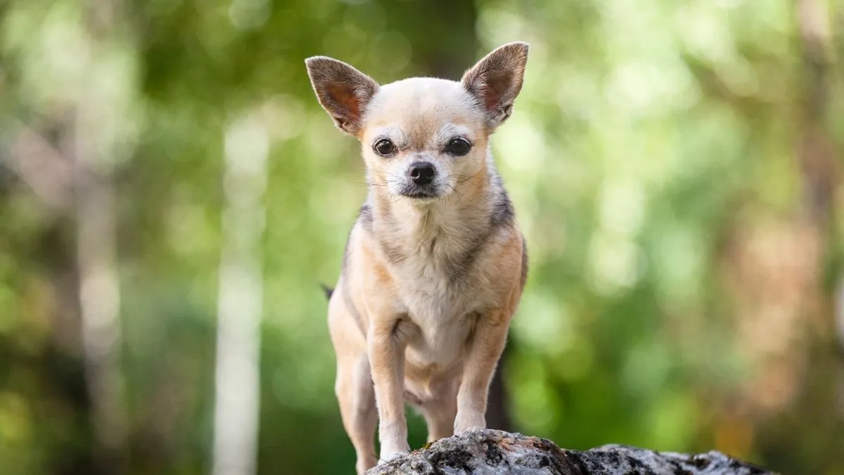 كلب Chihuahua صغير الحجم بأذنين كبيرتين، يعكس الجينات المشتركة مع ابن آوى الأمريكي في دراسة جينية حديثة.