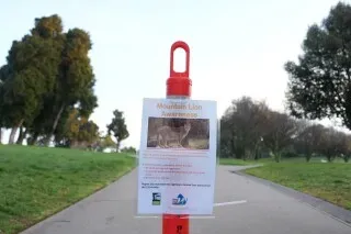 لافتة تحذيرية في حديقة لافاييت بسان فرانسيسكو، تشير إلى وجود أسد جبلي يتجول في المنطقة، مع صورة توضيحية للحيوان.