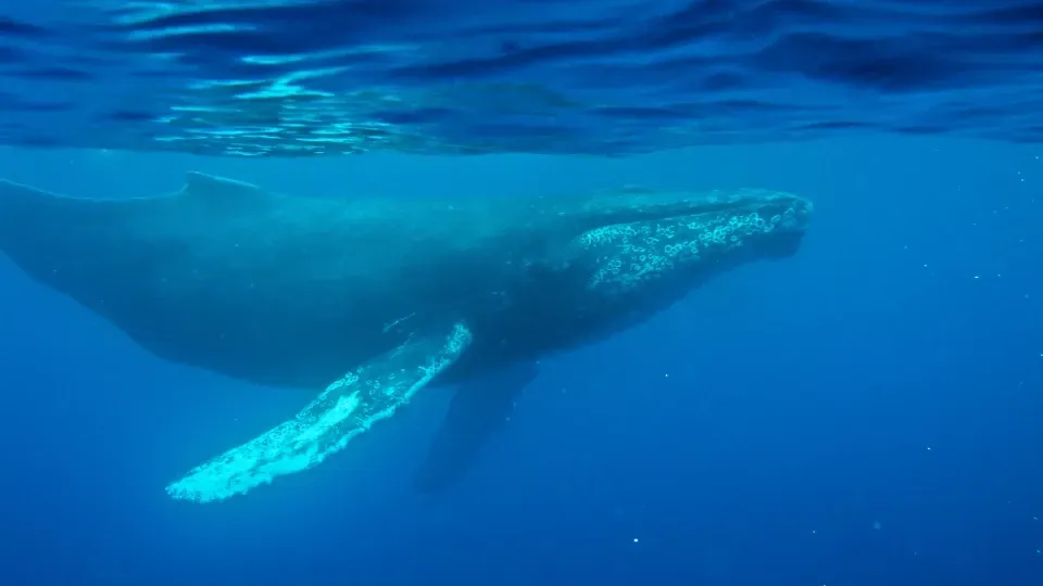 حوت أحدب يسبح في مياه المحيط، يُظهر تفاصيل جسمه الضخم، مما يعكس أهمية أصواته في التواصل والبقاء.