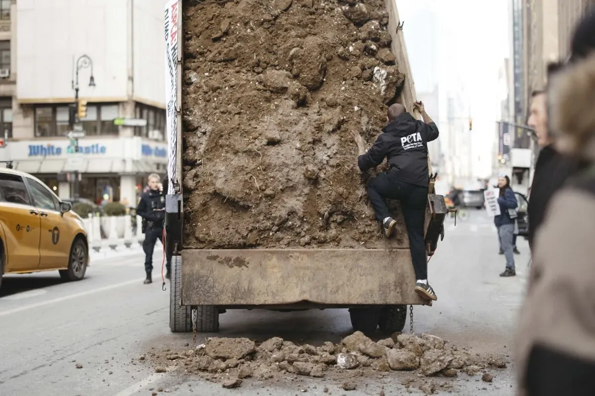 نشطاء من "بيتـا" يحاولون إلقاء روث حيوانات من شاحنة في مانهاتن خلال احتجاج ضد جمعية الرفق بالحيوان، مع وجود رجال شرطة في الخلفية.