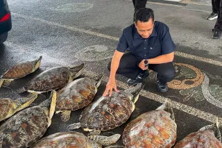 ضبطت السلطات في بالي 21 سلحفاة بحرية خضراء مُهدَّدة بالانقراض خلال مداهمة، في إطار جهود مكافحة الاتجار غير المشروع.