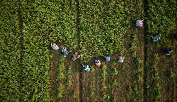 مجموعة من المزارعين يعملون في حقل أرز في شمال تايلاند، حيث يواجهون تحديات التلوث وتأثيرات التعدين على المحاصيل.