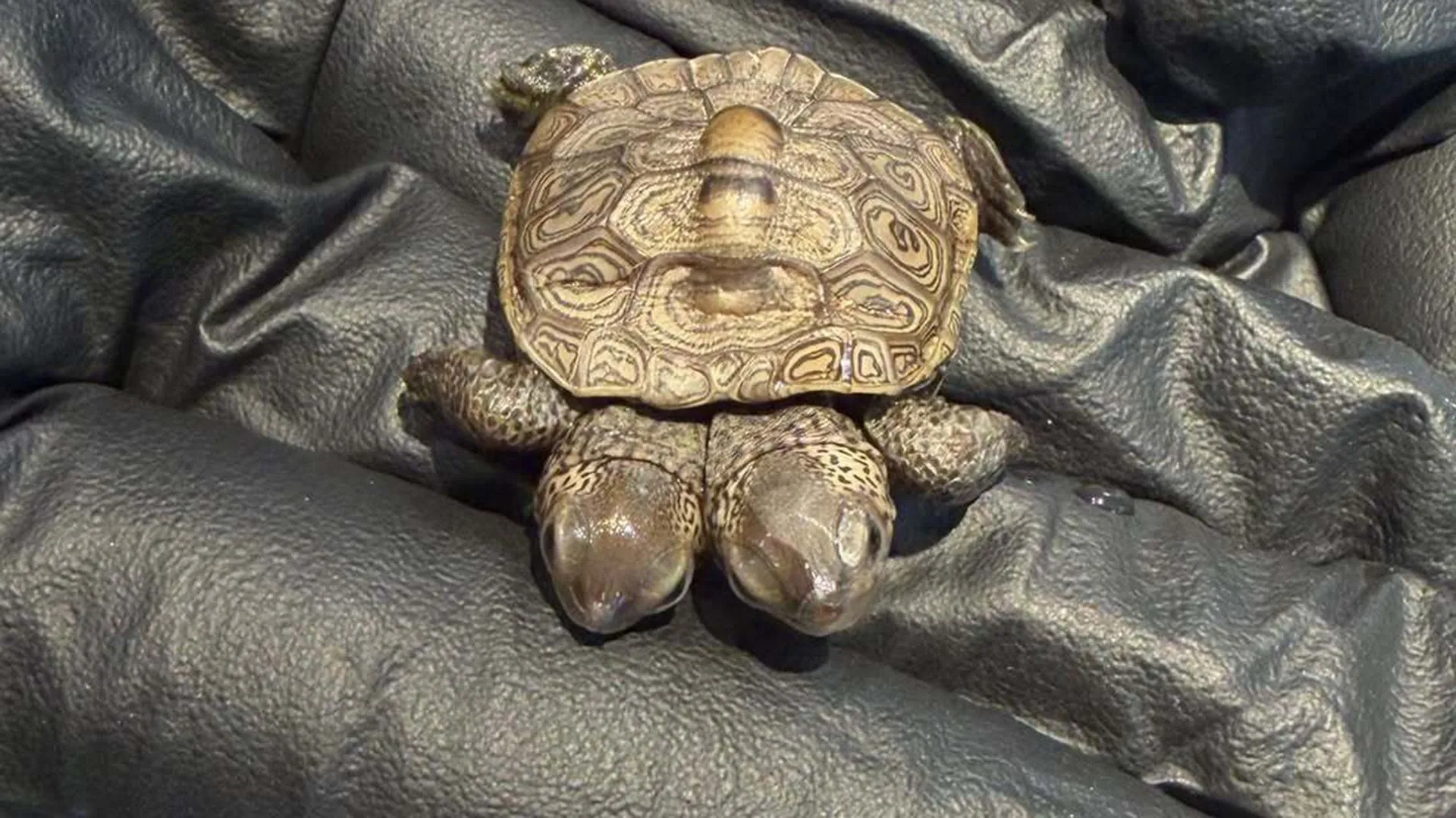 سلحفاة صغيرة من نوع diamondback terrapin برأسين على جسم واحد، تم العثور عليها في ماساتشوستس، تعكس ظاهرة نادرة وتهديدات بيئية.