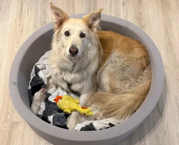 آبي، كلبة ذهبية مستردة، تجلس في سريرها مع لعبة صفراء، بعد إنقاذها من رحلة هروب طويلة في نيوجيرسي.