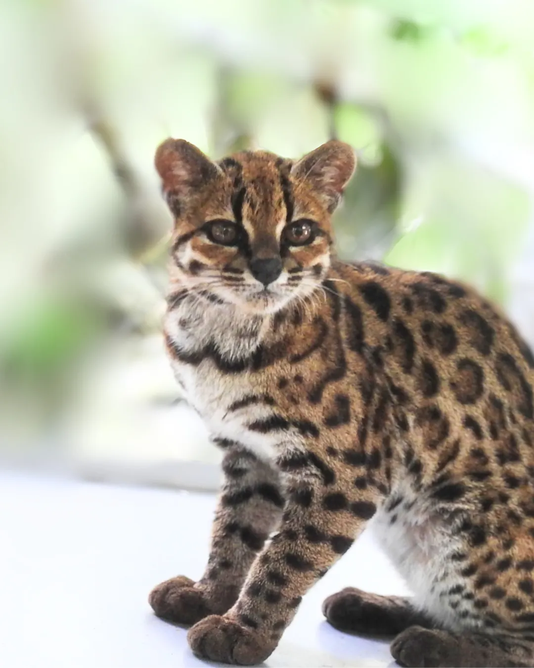 قطّة برية صغيرة من نوع Leopardus tilcayo، تتميز بنمط فراء مرقط وتعيش في غابات اليونغاس السحابية في بوليفيا.