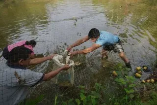 عائلة كيشوا تعمل معًا في نهر في غابات الأمازون، لجمع البذور من النباتات المهددة بالانقراض، في إطار جهودهم لحماية البيئة.