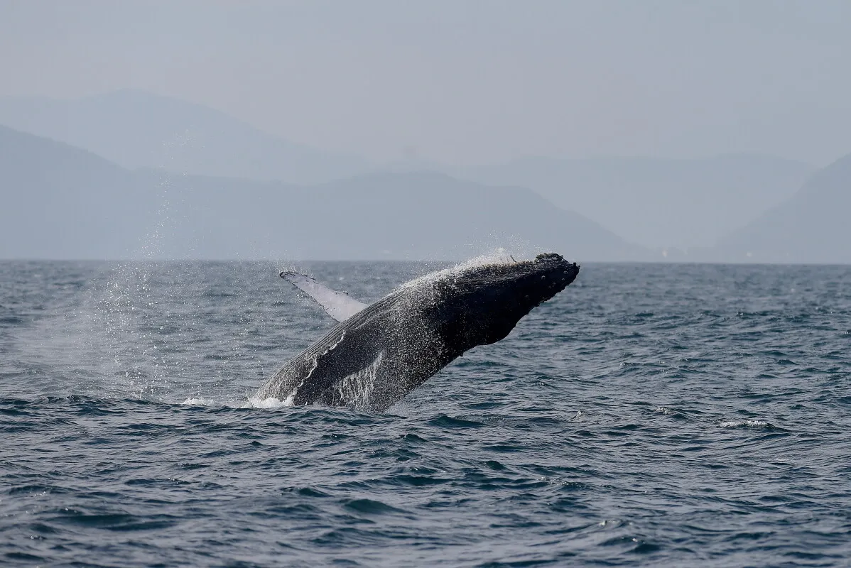 حوت حدباء يقفز من مياه خليج غواناباره قرب ريو دي جانيرو مع ظهور أعداد متزايدة تعكس تعافي الحيتان في البرازيل.