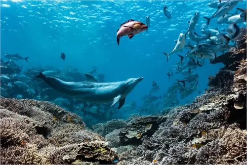 دلفين أنف الزجاجة Bubbles يطارد أسماك Bigeye trevally في مياه جزيرة Lady Elliott ضمن سلوك طفيلية غذائية نادر في الحاجز المرجاني العظيم.