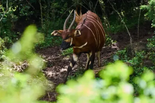 بونغو الجبل، ظبي استوائي نادر، يتنقل بين الأشجار في غابات كينيا، يتميز بجلده البني وخطوطه البيضاء التي تساعده على التمويه.
