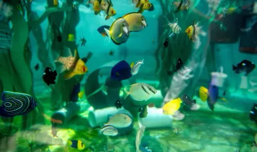 أسماك ملونة متنوعة تعيش في حوض مائي داخل متحف Aquarium of the Pacific، مأوى آمن للحيوانات البحرية المصادرة من الاتجار غير المشروع.
