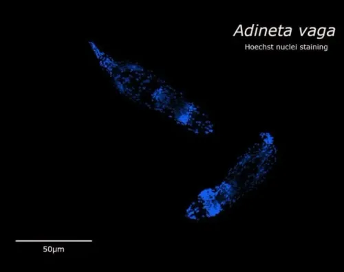 كروموسومات ملوّنة بالصبغة الزرقاء لكائن Adineta vaga تظهر بنية هولوسنترية تُمكّنه من إصلاح ونقل الكروموسومات المكسورة عبر الأجيال.