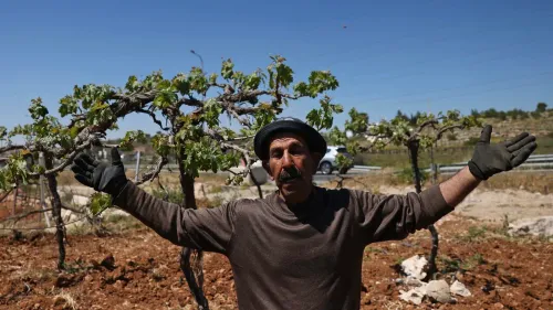 مزارع فلسطيني في المزرعة الشرقية يرفع يديه أمام أشجار العنب المهددة بالمصادرة لتوسيع طريق المستوطنين في الضفة الغربية.