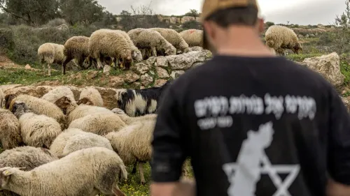 رجل فلسطيني يرعى قطيعاً من الأغنام في منطقة زراعية بالضفة الغربية، وسط مشهد طبيعي يعكس التوترات المستمرة في المنطقة.