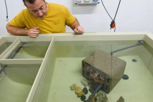 رجل يراقب أخطبوطاً صغيراً في حوض مائي بمختبر بحثي في إيطاليا ضمن جهود حماية البيئة البحرية ومواجهة تأثير السرطان الأزرق الأطلسي.