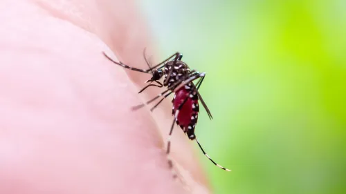 بعوضة Aedes aegypti الناقلة لفيروس الحمى الصفراء تمتص الدم على خلفية طبيعية خضراء، مع توسع جغرافي للمرض بسبب التغير المناخي.