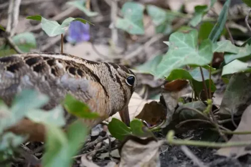 طائر الصقر الخشبي يتغذى في حديقة براينت بارك، محاط بأوراق الشجر، مع التركيز على مظهره الفريد وسلوكه الجذاب.