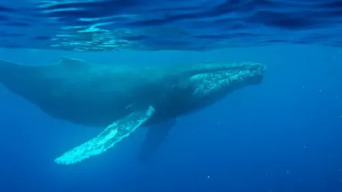 حوت أحدب يسبح في مياه المحيط، يُظهر تفاصيل جسمه الضخم، مما يعكس أهمية أصواته في التواصل والبقاء.