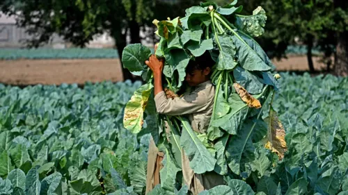 شاب يحمل كميات كبيرة من الخضروات في حقل، مما يعكس جهود باكستان في تعزيز صادراتها الغذائية إلى دول الخليج.
