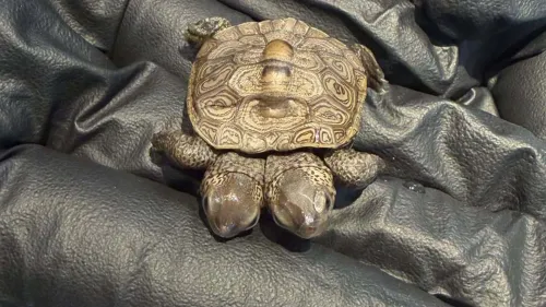 سلحفاة صغيرة من نوع diamondback terrapin برأسين على جسم واحد، تم العثور عليها في ماساتشوستس، تعكس ظاهرة نادرة وتهديدات بيئية.