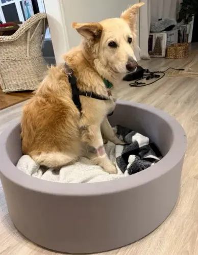 آبي، كلبة ذهبية مستردة، تجلس في سريرها بعد إنقاذها، مع إصابة في الورك، تعكس قصة هروبها ومساعدتها من قبل فريق الإنقاذ.