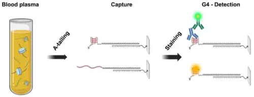 رسم توضيحي يشرح طريقة التقاط وتلوين تراكيب رباعيات G في الحمض النووي من بلازما الدم للكشف عن وجودها بدقة.
