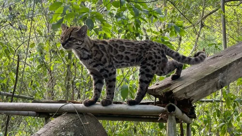 قطّة برّية صغيرة من نوع Leopardus tilcayo تتميز بنمط فراء مرقط وتقف على هيكل خشبي وسط غابة يانغاس السحابية في بوليفيا.