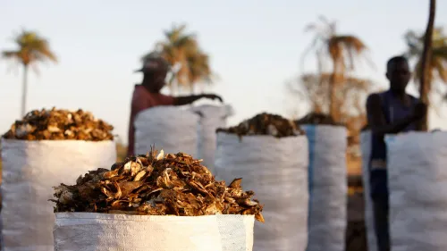 أكياس كبيرة مملوءة برؤوس وأسماك صغيرة مجففة في مصنع مسحوق السمك بغرب أفريقيا مع عمال في الخلفية.