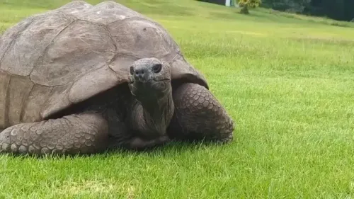 جوناثان، السلحفاة العملاقة من سيشيل، مستلقٍ على العشب في جزيرة سانت هيلانة، حيث يُعتقد أنه يبلغ من العمر 193 عامًا.