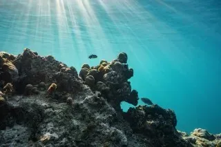 صورة تحت الماء تُظهر شعابًا مرجانية مع أسماك تسبح في مياه زرقاء صافية، تعكس أهمية الحفاظ على البيئة البحرية في سياق التغير المناخي.