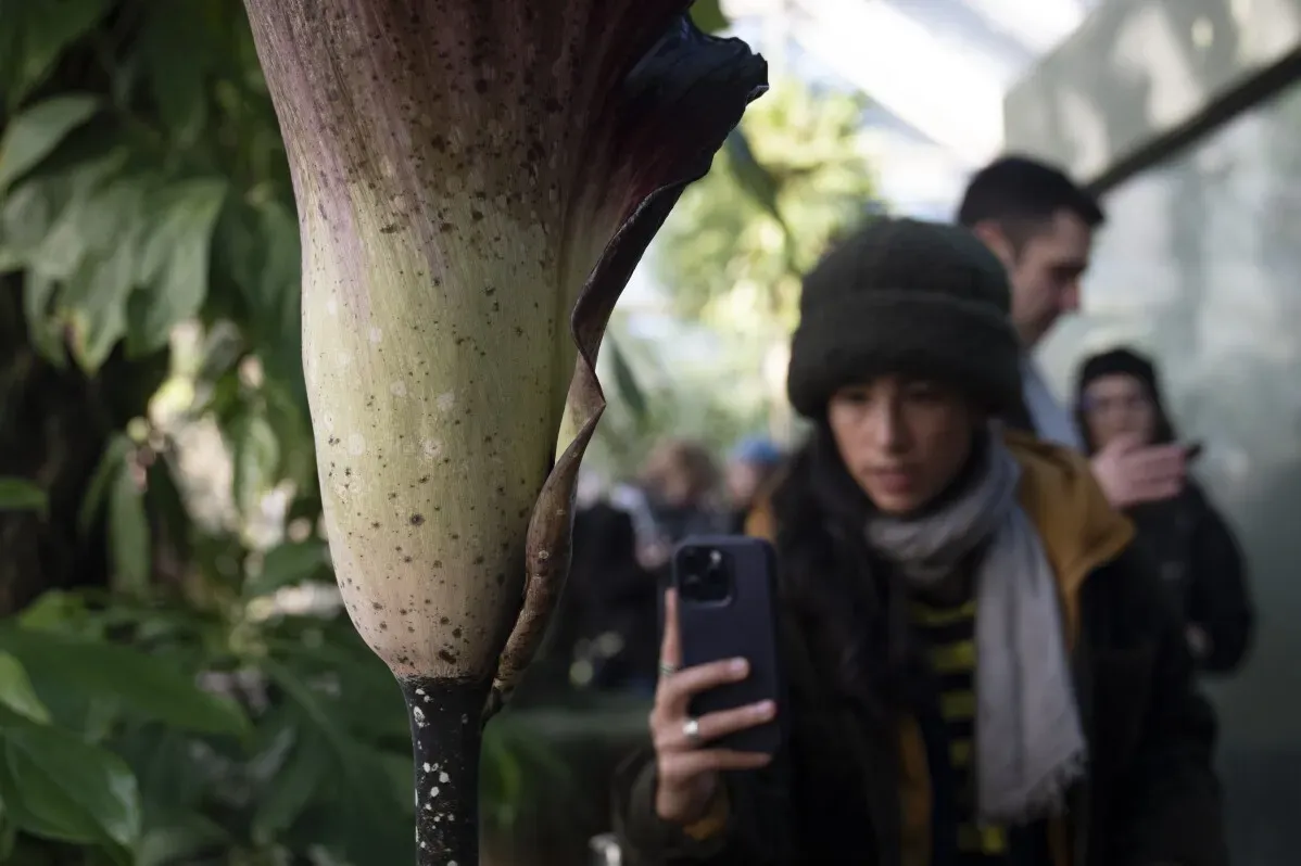 نبتة Amorphophallus gigas المزهرة تثير دهشة الزوار في حديقة بروكلين النباتية، حيث تثير رائحتها القوية والتي تشبه رائحة اللحم المتعفن.