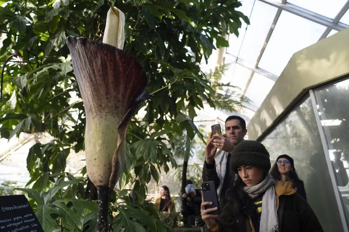 زوار حديقة بروكلين النباتية يتأملون نبتة Amorphophallus gigas الشهيرة بأزهارها النادرة ورائحتها القوية أثناء إزهارها الأول منذ وصولها.