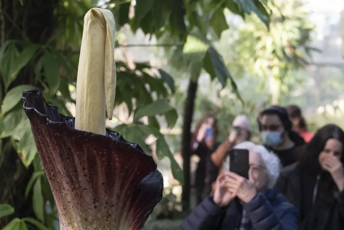 زهرة Amorphophallus gigas نادرة، تنبعث منها رائحة كريهة، وسط زوار حديقة بروكلين النباتية. يشاهد الزوار ويتسابقون لالتقاط الصور.