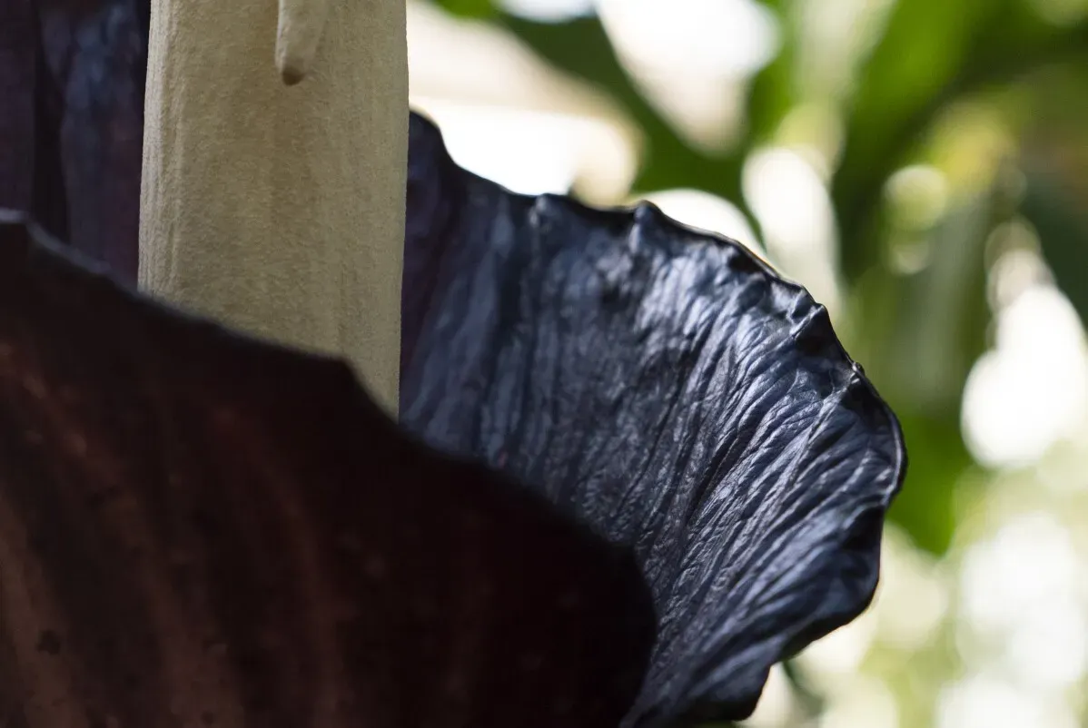 زهرة Amorphophallus gigas المزهرة في حديقة بروكلين النباتية، تتميز بتصميمها الفريد ورائحتها القوية التي تشبه اللحم المتعفن.